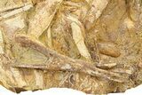 Fossil Dinosaur Bones & Tendons in Sandstone - Wyoming #292620-1